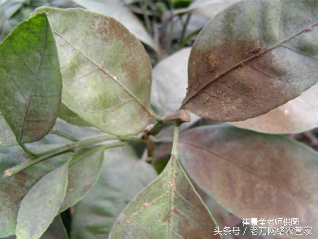 柑橘煤烟病,怎样清洗柑橘果面上的煤烟病