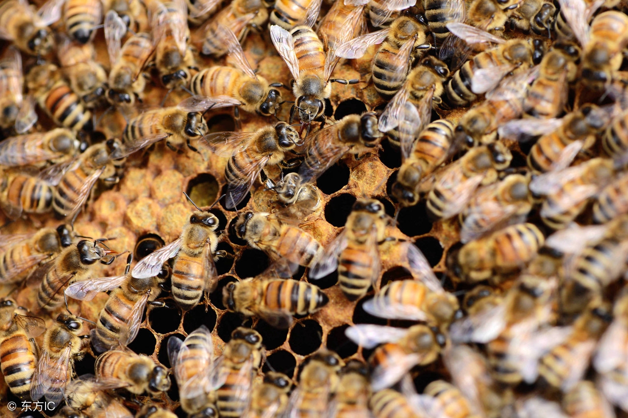 防止蜂群飞逃最好方法,蜂群病虫害防治方法