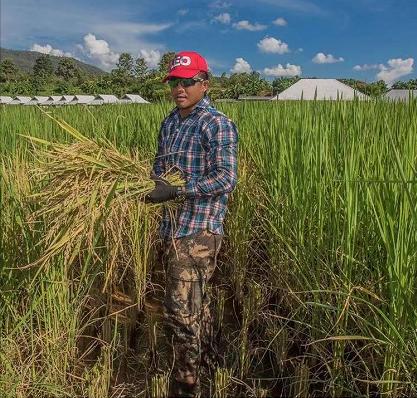 泰拳王播求来广州武馆,泰拳王播求vs扎姆比迪斯