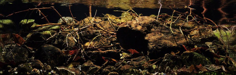 长城杯溪流造景大赛,长城杯造景大赛