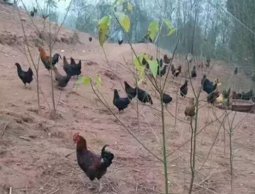 散养土鸡公母比例多少合适,散养土鸡公母搭配