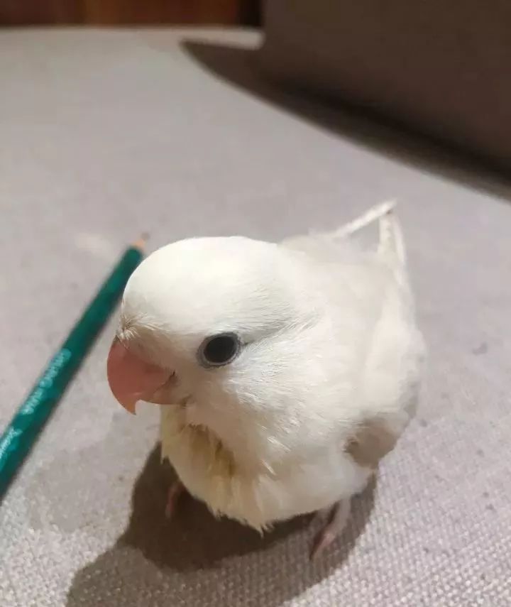 养鹦鹉少走30年弯路,新手养的鹦鹉各优缺点