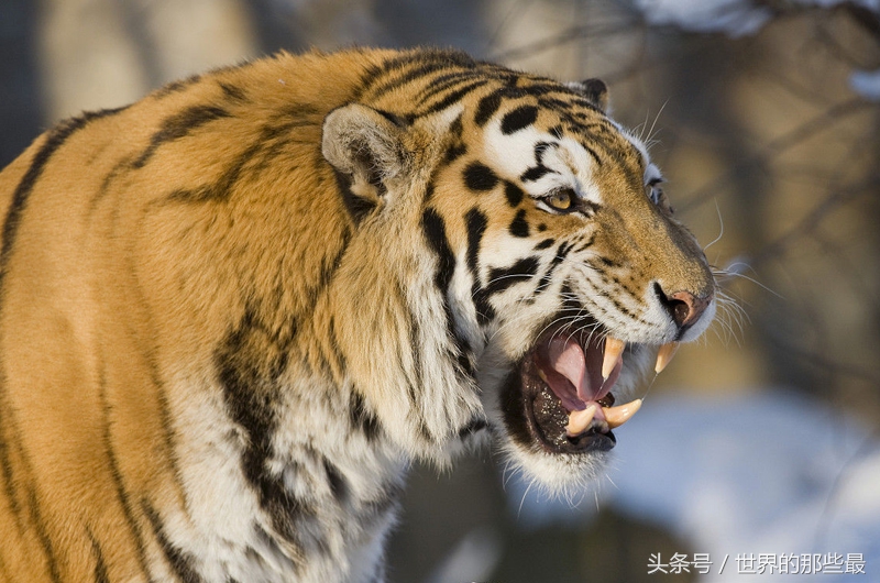 野生大熊猫战斗力秒杀狮子和老虎,大熊猫和其他猛兽的战斗力排行