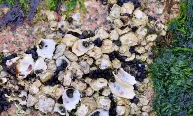 泉州有座中国古代四大名桥,泉州第一座跨海大桥