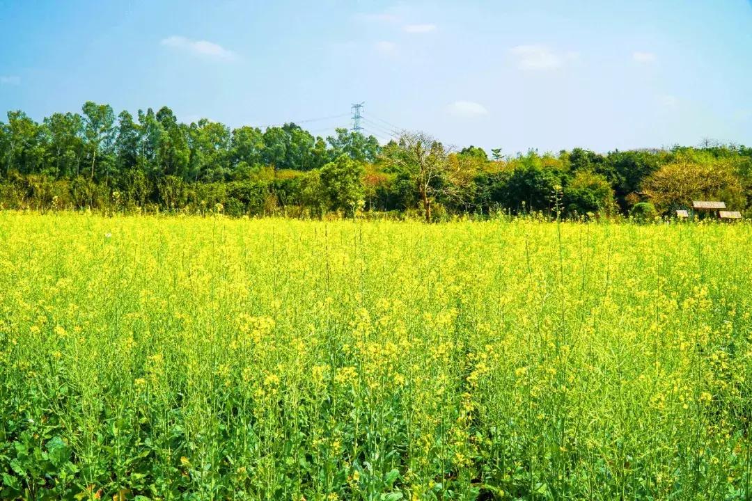 向世界推介深圳,深圳向世界发出邀请