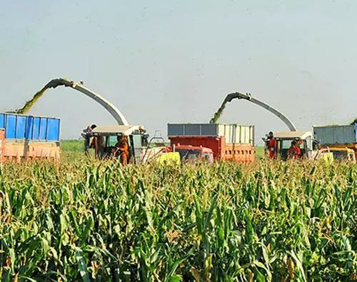 无土栽培在蔬菜方面的国外现状,现代农业蔬菜无土栽培