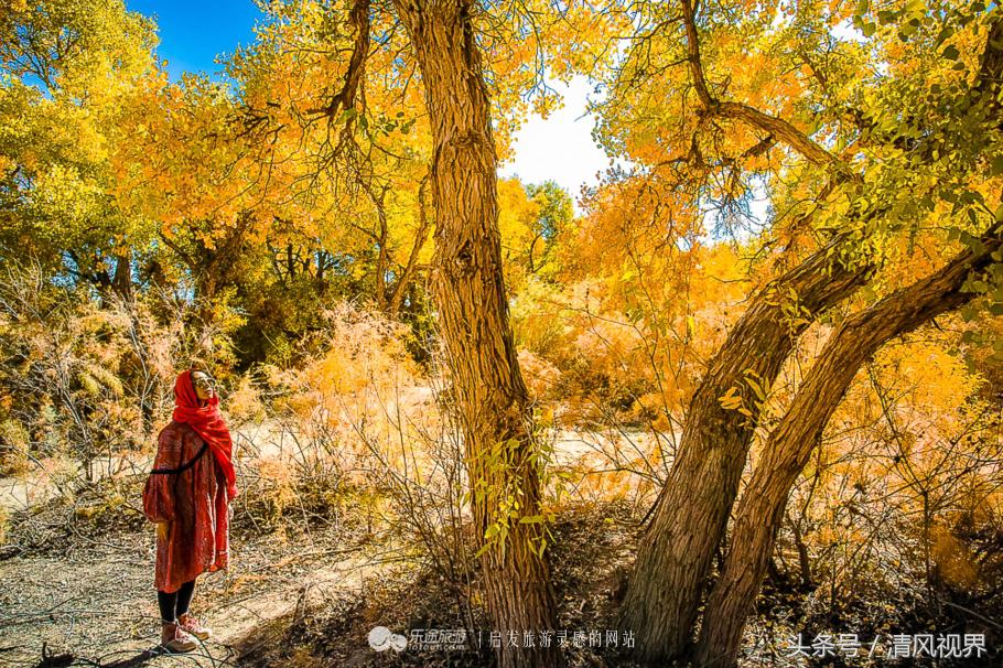 千年的等待纯音乐,金塔胡杨林美照