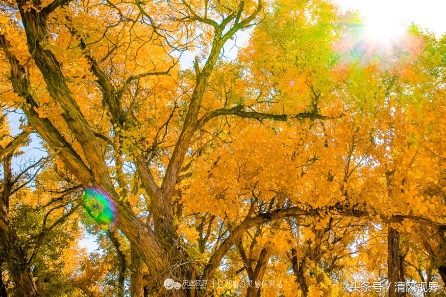 千年的等待纯音乐,金塔胡杨林美照