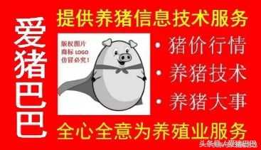 如何提高仔猪断奶成活率,断奶仔猪最佳饲养方法图解