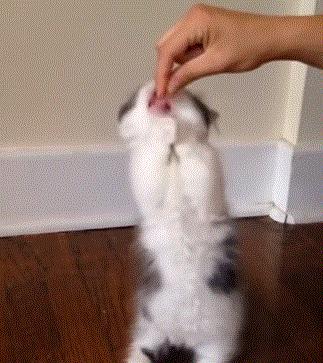 猫咪新玩法,喵咪生活小技巧有哪些