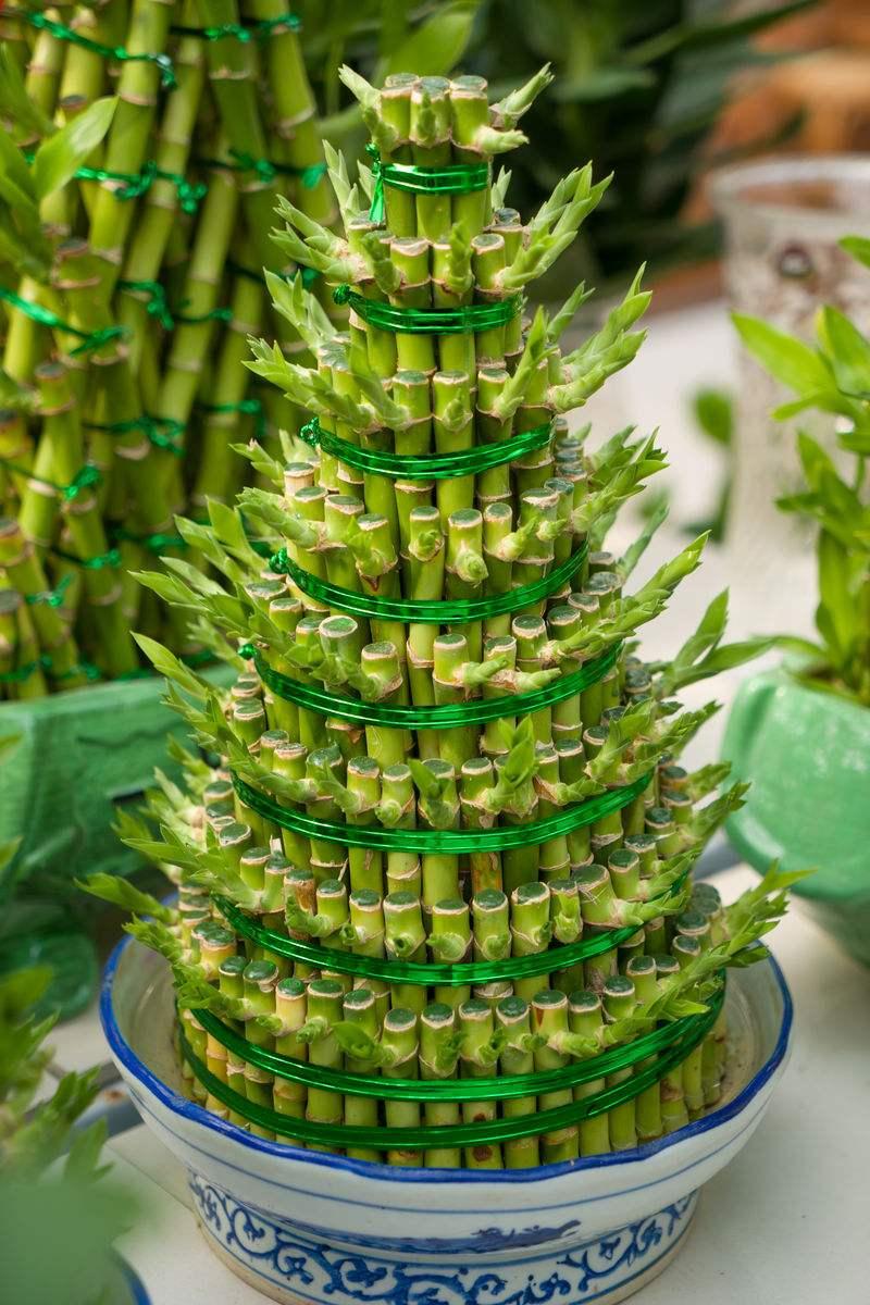 富贵竹养殖方法注意事项视频,富贵竹养殖的方法有哪些