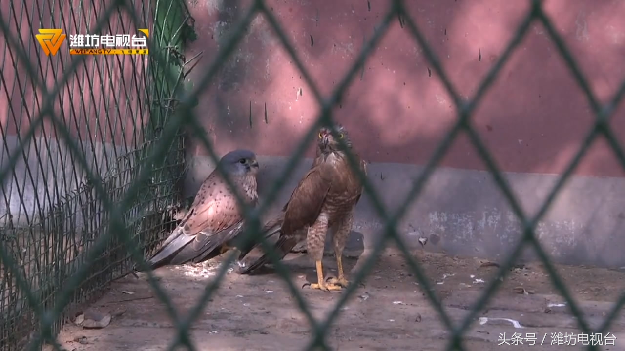 收藏二级保护动物标本违法吗,贩卖国家二级保护动物怎么办