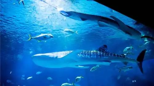 洛阳旅游景点特价门票,近期特价门票免费景点