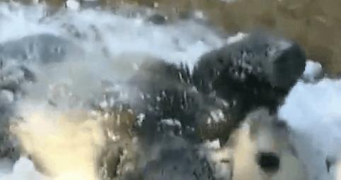 森林动物园多高收门票,森林动物园套票价格表