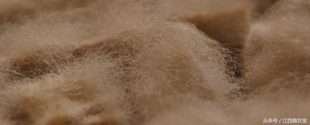 霉豆腐的乡愁,乡愁做的霉豆腐