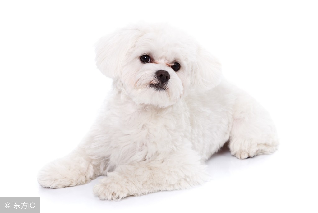 在家怎么剪比熊造型,大卷毛的比熊适合什么造型