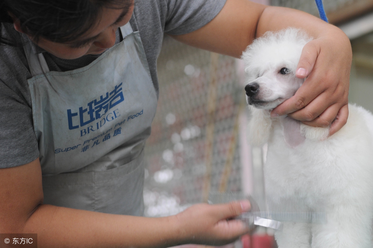 小鹿犬得了狗瘟怎么办,小鹿犬感冒了是什么症状