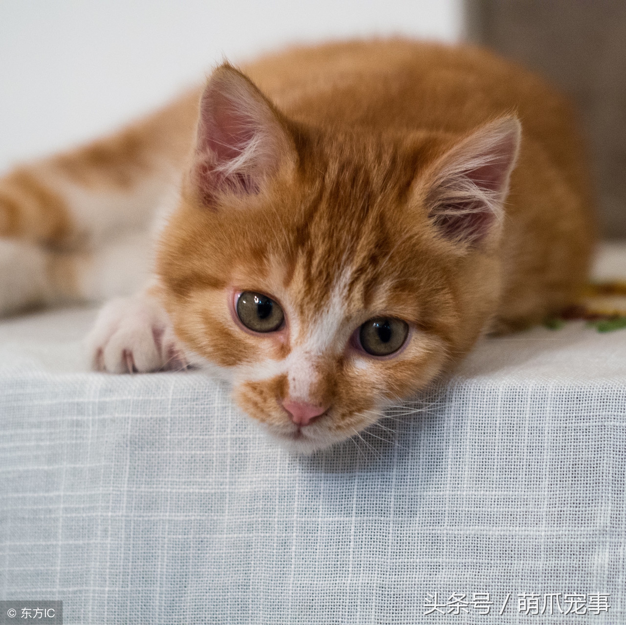 让铲屎官感到害怕的事,铲屎官头疼的猫