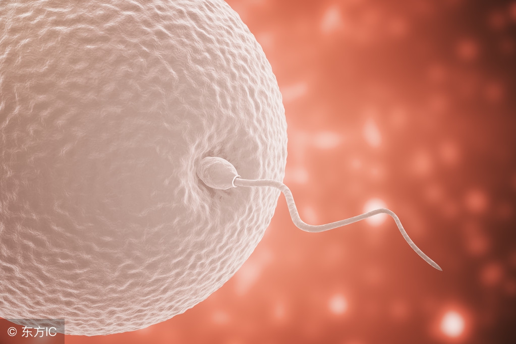 进入女性体内，而没能投胎的男人小蝌蚪都去哪儿了？