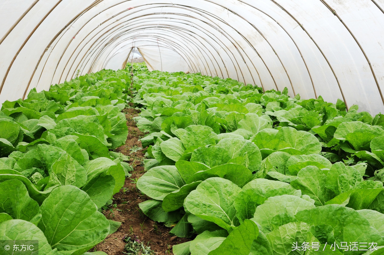 青菜有好多密密麻麻的虫子怎么治,阳台青菜长虫子用什么办法最好
