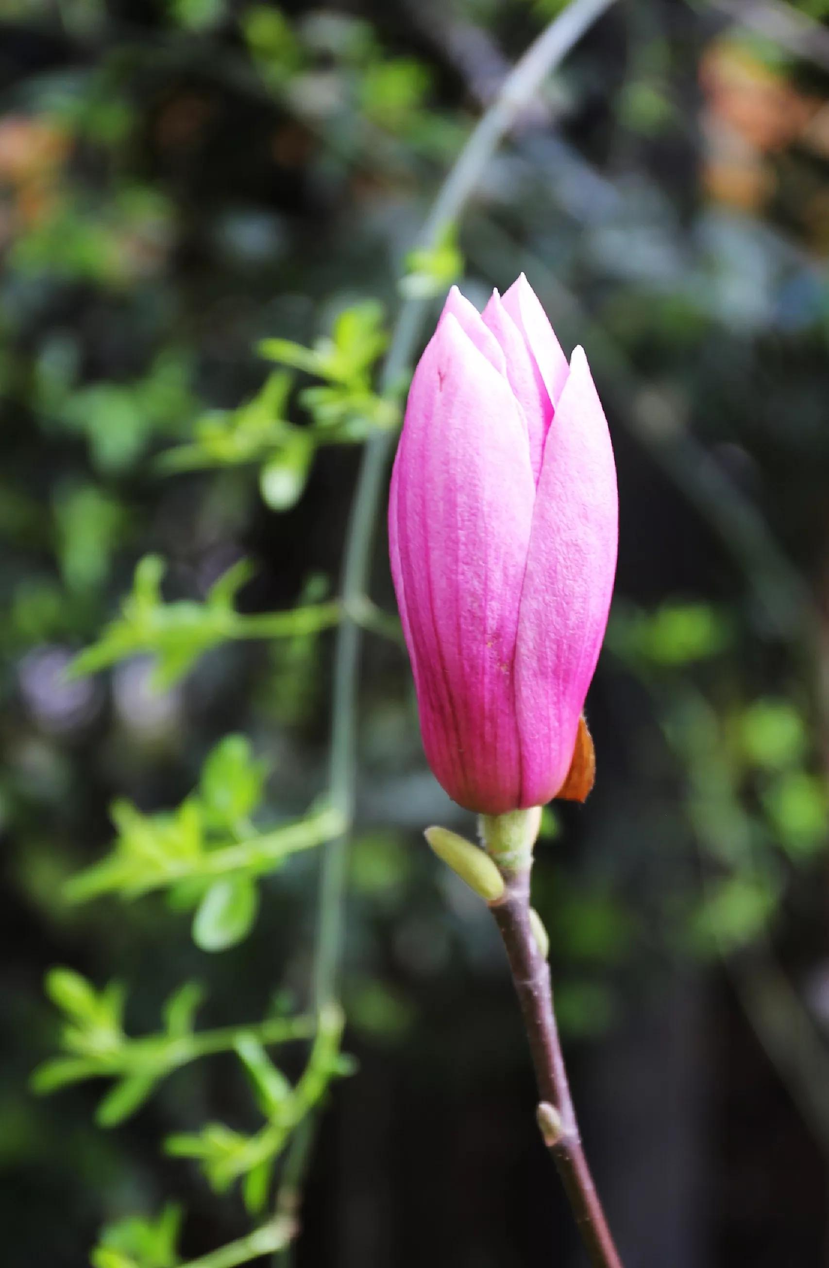 春天的花园作文,春天的花园作文400字四年级