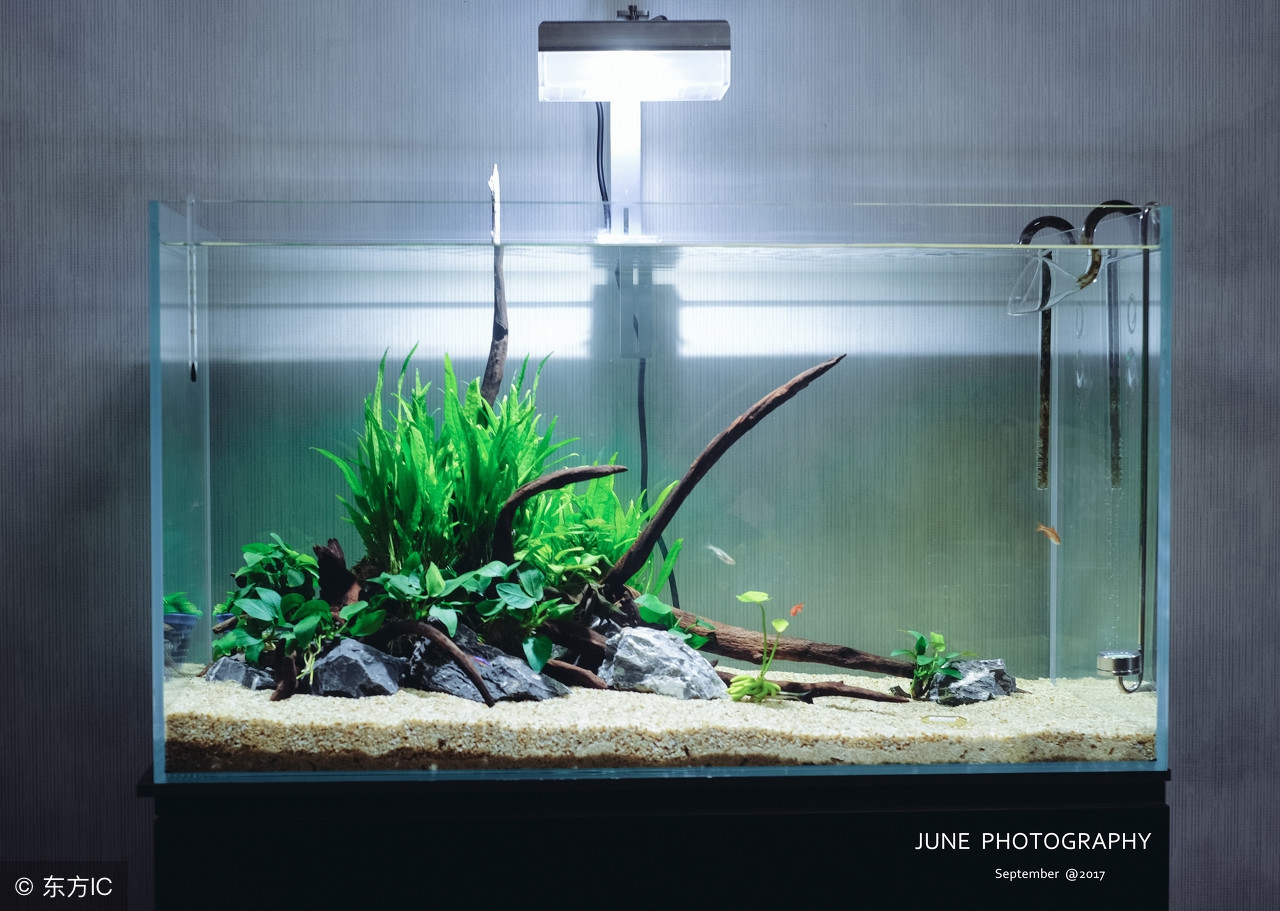 鱼缸水面上有很多泡沫什么原因,鱼缸水面有少量泡沫正常吗