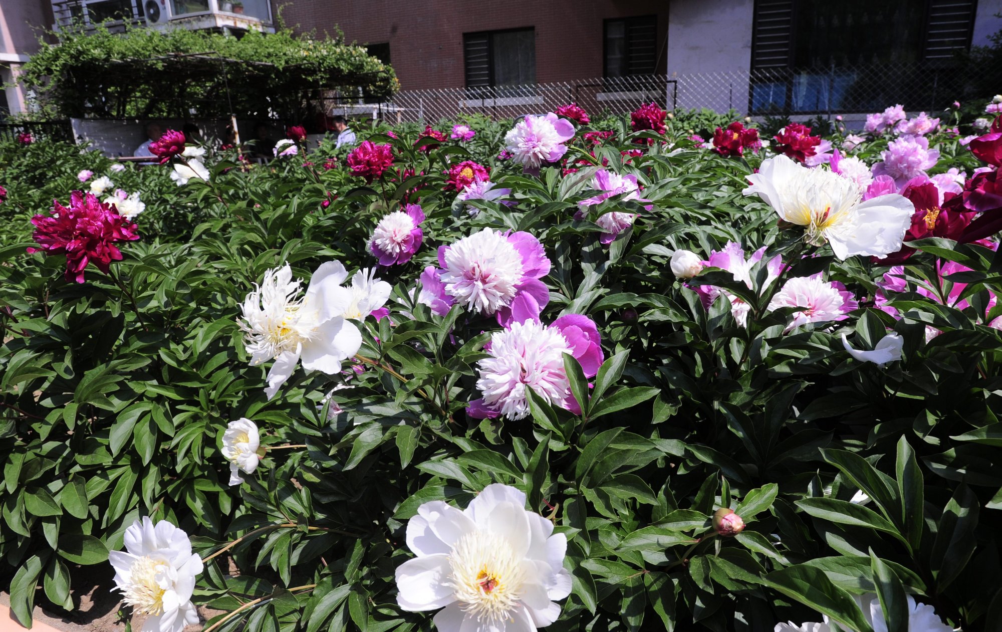 沈阳90岁老人自费建花园如今繁花似锦