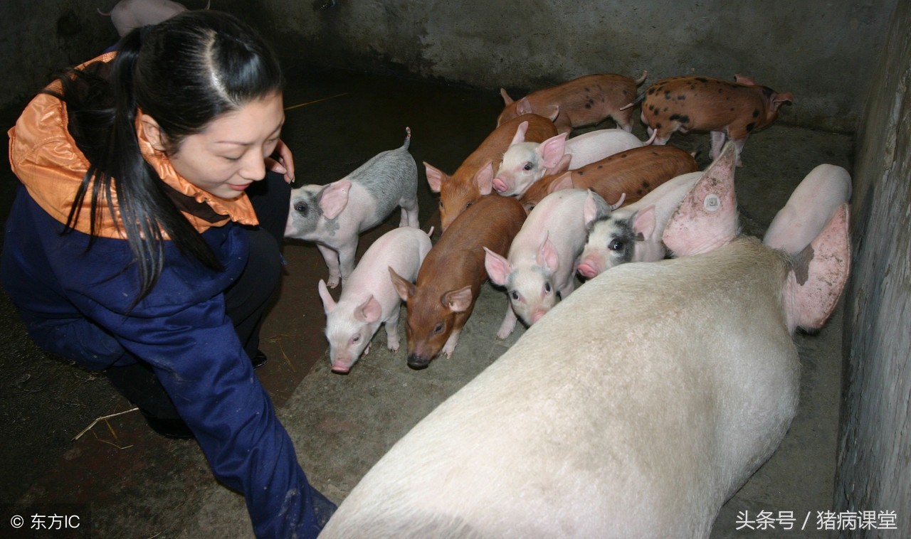 详解母猪产后常见病防治措施及后备、空怀、妊娠，产后母猪管理