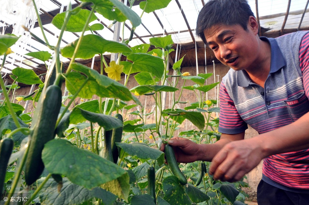 到农村返乡创业什么行业可行,回来农村创业做哪些稳妥