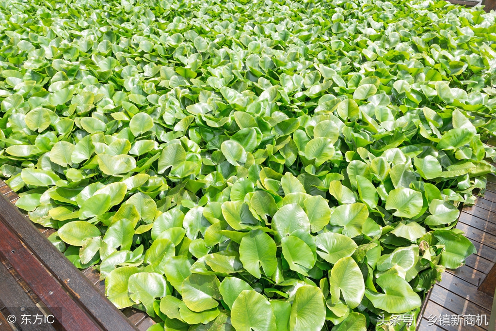 农村小本创业机器,农村小本加工厂