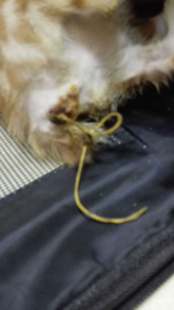 幼猫脱肛怎么治,猫脱肛有吃的药吗