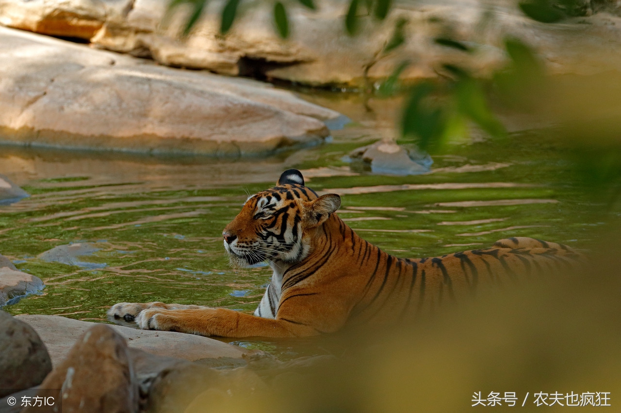 老虎频繁进村的真相,以前有老虎吃人吗