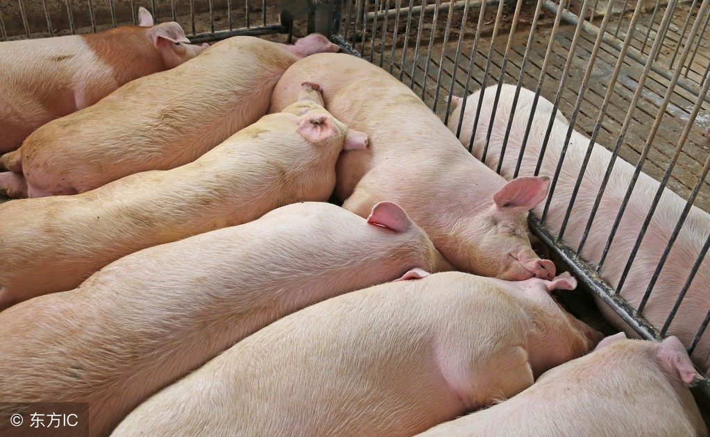 生猪养猪的最新政策,自繁自养养猪100头成本及利润分析