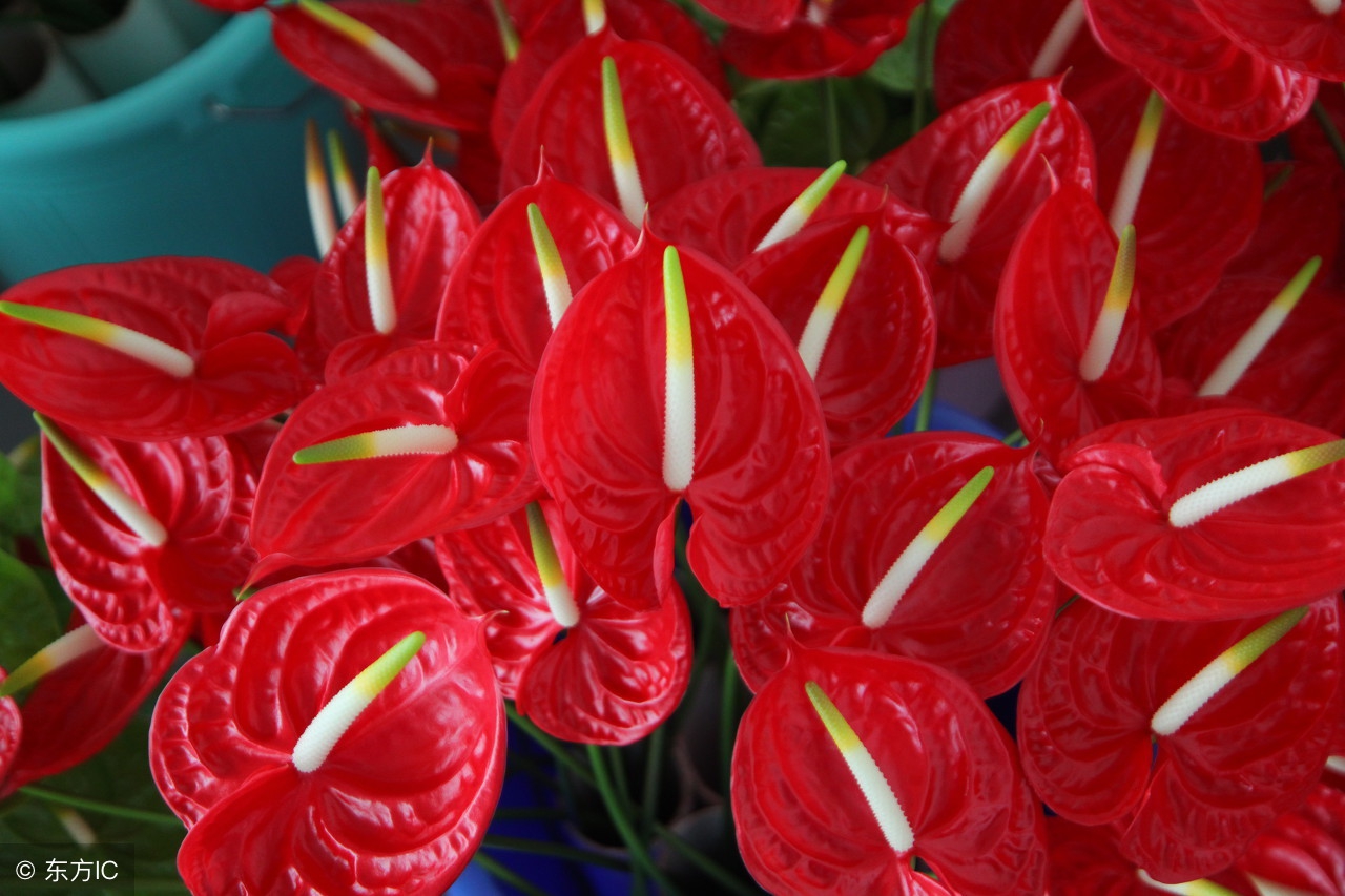 50种常见的球根花卉图片香雪兰,办公室常见花卉