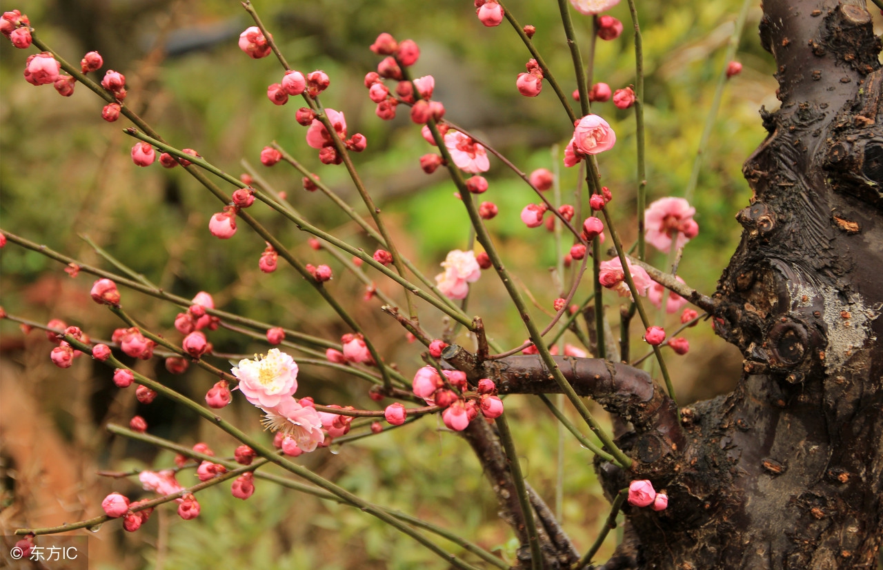 弄明白怎么写,学会或懂得做人做事