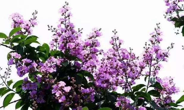 粉色和紫色的植物有哪些,紫色的植物有哪些品种