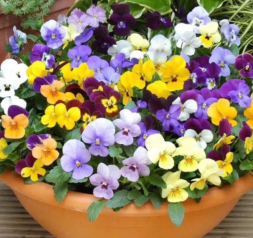 盘点世界各国国花你最喜欢哪种,什么品种的国花好