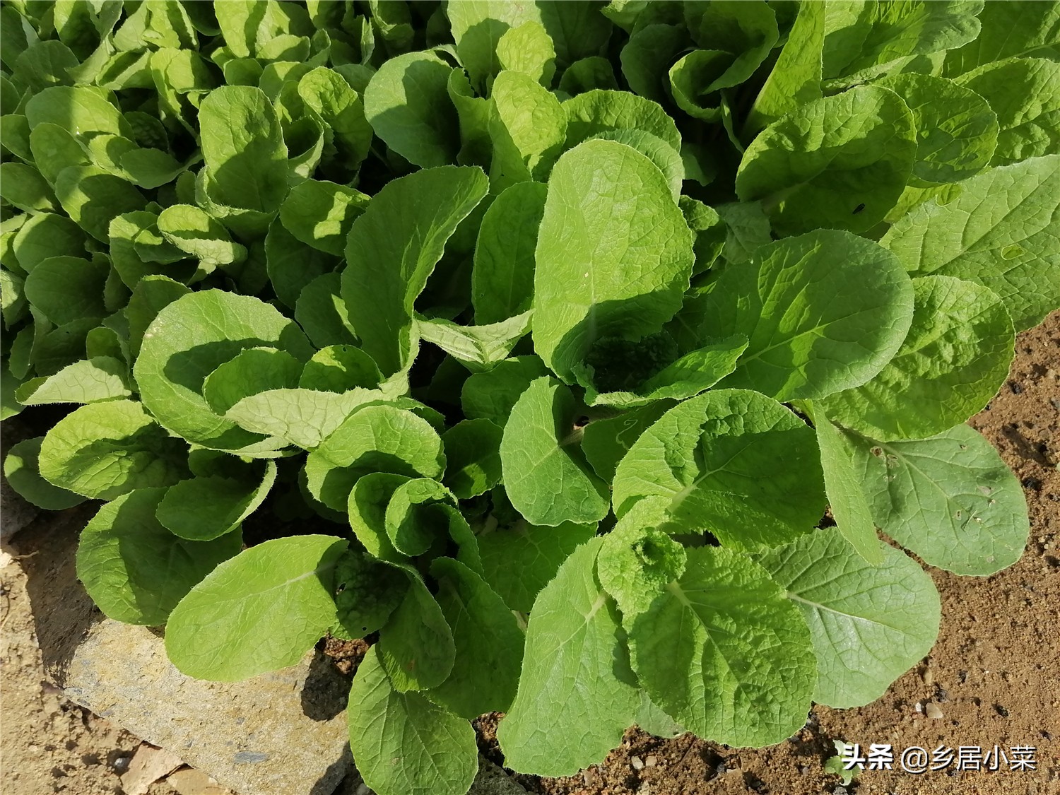 移栽的娃娃菜蔫了,菜苗移栽发黄是怎么回事