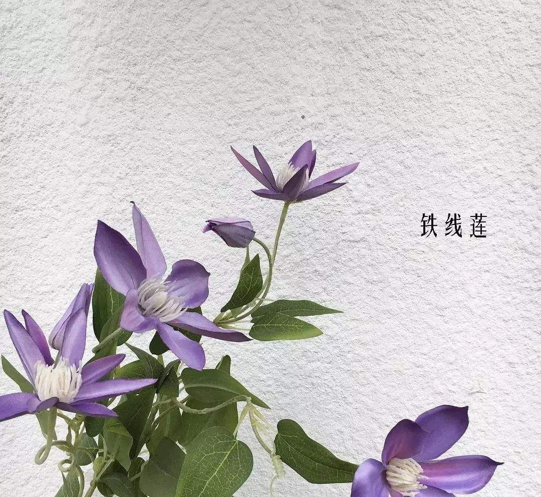 鲜花店常见花材品种大全,花店里同款的两种不同价格的花材