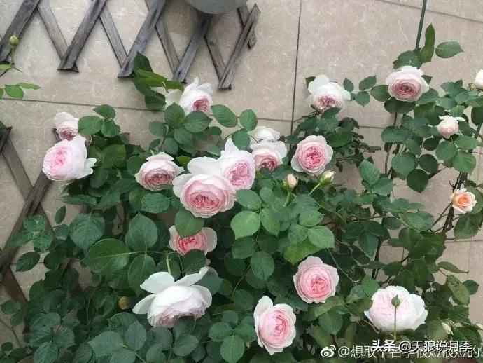 抗病性好的月季推荐,哪些月季品种抗病强