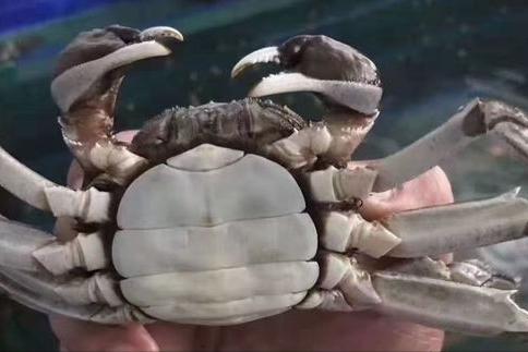 螃蟹哪个地区的最好吃,中国的螃蟹有多少种哪种最好吃