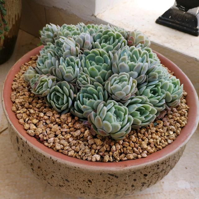 冰梅多肉夏天怎么养,夏季养多肉冰梅方法