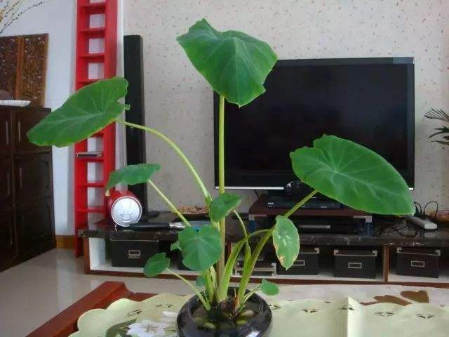 这几种盆栽可不能随便养,十大适合懒人种植的盆栽