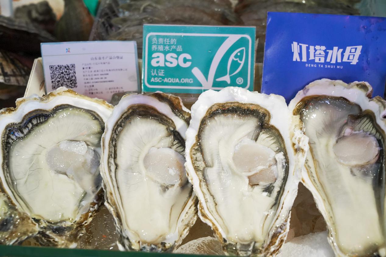 灯塔水母真相,灯塔水母解剖