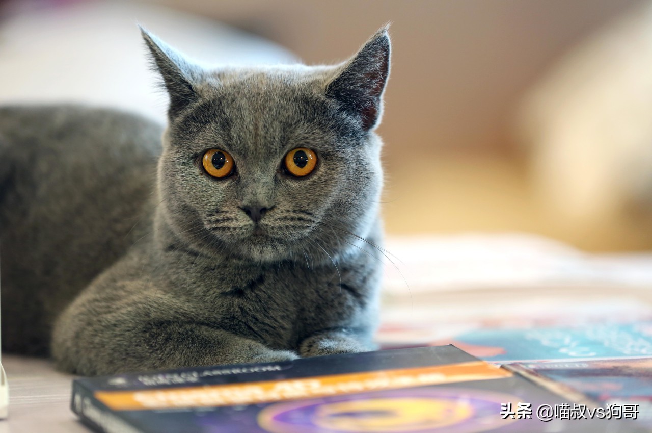 猫咪乳腺炎肿块一般多久才会消掉,猫奴都该知道的猫咪医疗保健知识