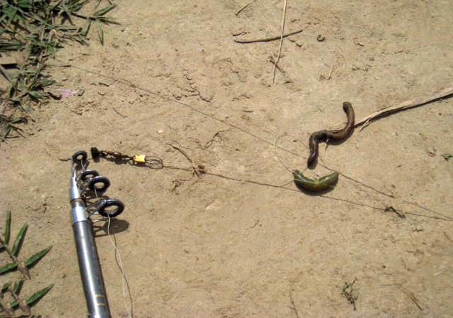 塘鲺鱼用什么钓,塘鲺鱼怎么钓最好