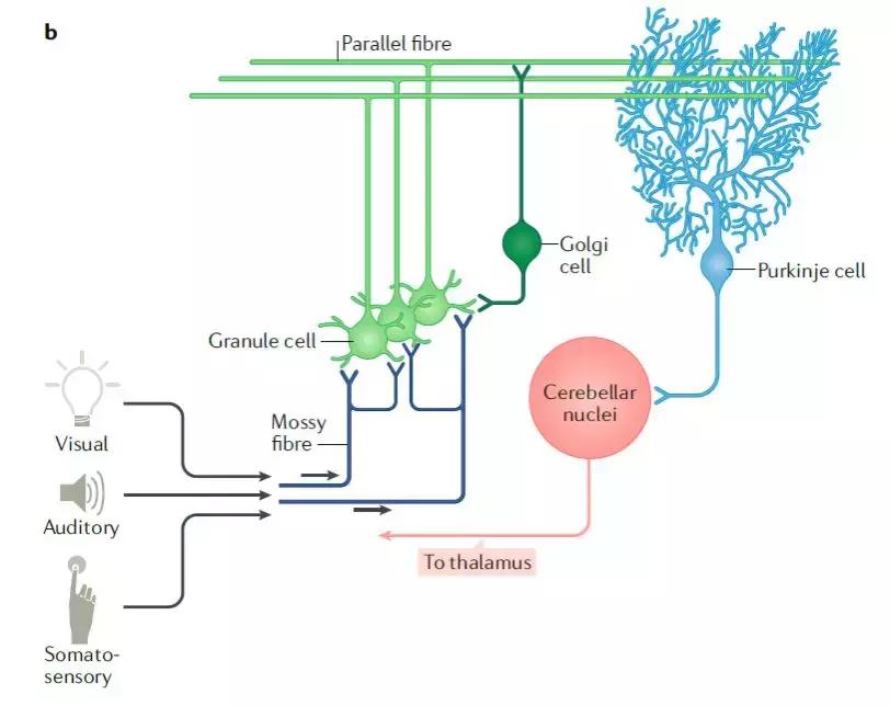 nature关于脑的成果,小脑功能最近研究