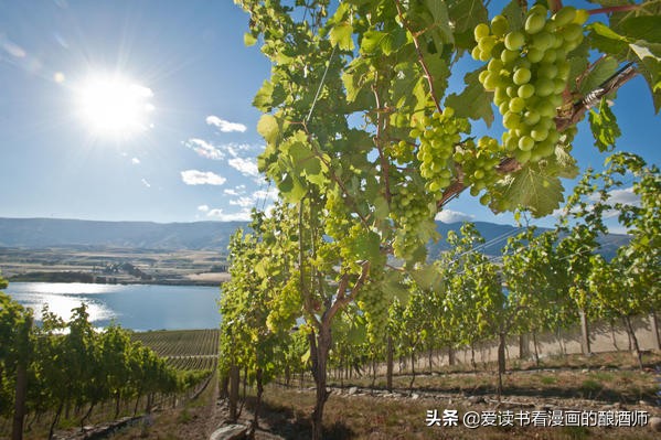 葡萄酒酒庄等级的划分标准有哪些,葡萄酒名庄分级