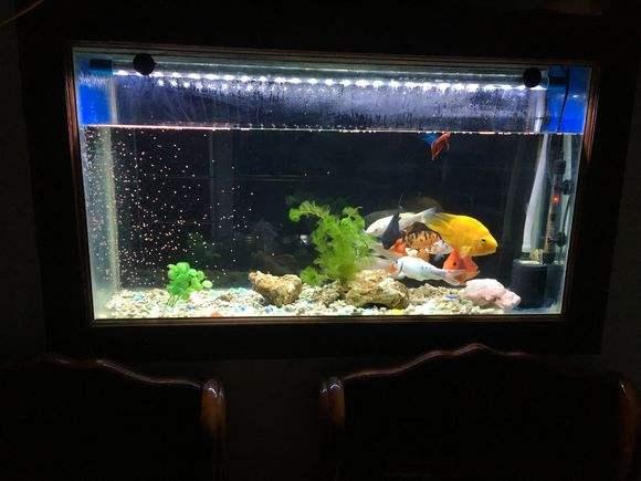 鱼缸水流太大对鱼苗好吗,鱼缸水浑浊对观赏鱼有害吗