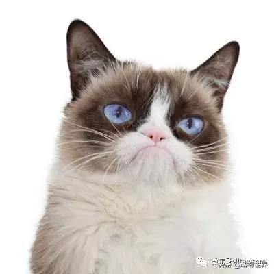 世界各国的著名动物,美国最著名的动物